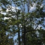 Tree Removal Permit & Process for Woodstock Georgia