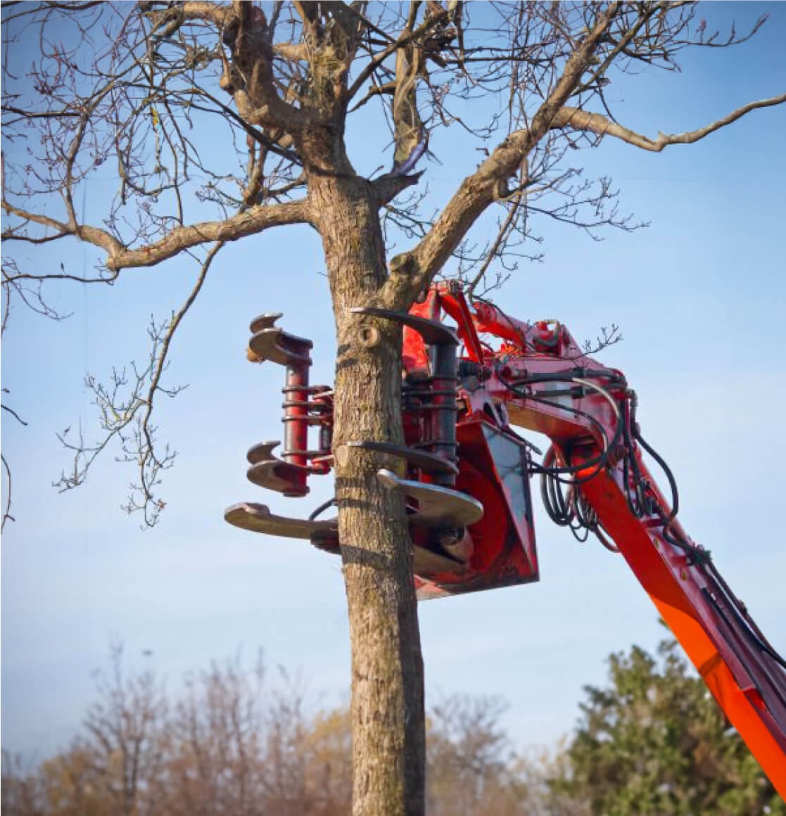 Commercial Tree Service